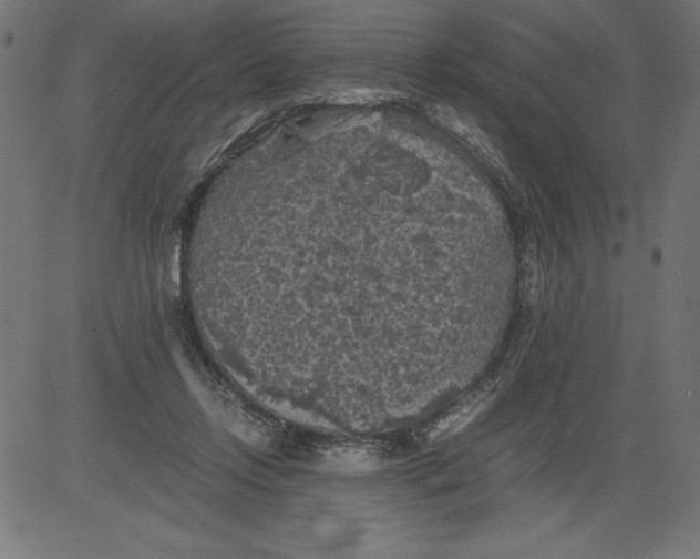 X0000081390358200702020301