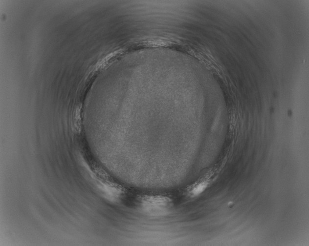 X0000081390360200702020301