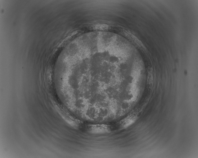 X0000081390363200702020301