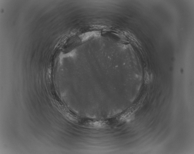 X0000081390365200702020301