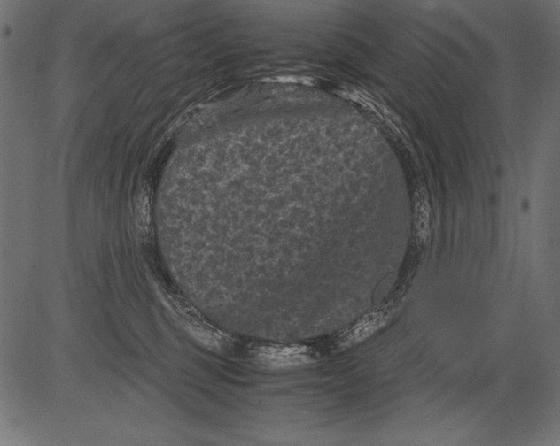 X0000081390375200702020301