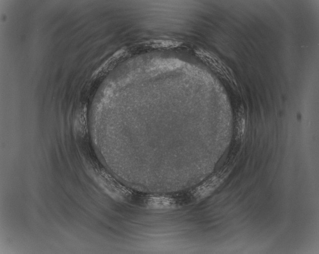 X0000081390376200702020301