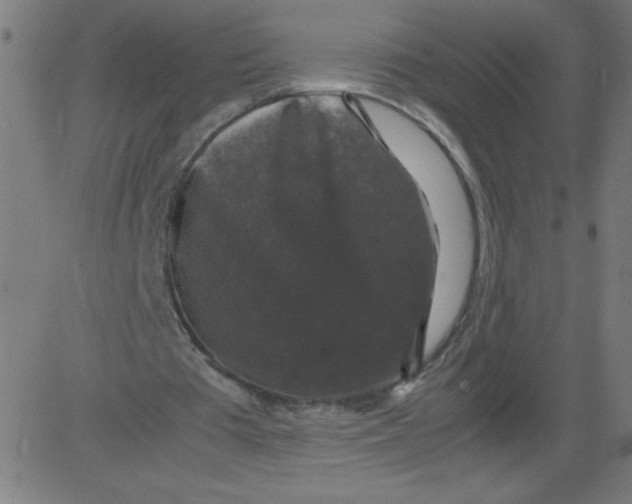 X0000081390385200702020301