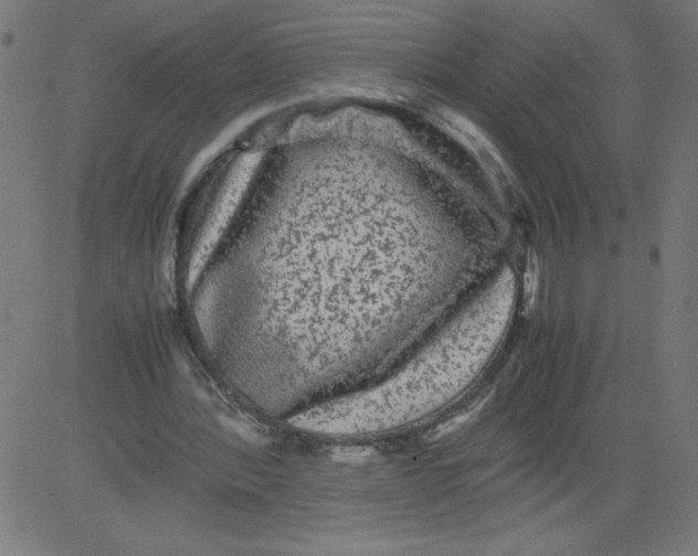 X0000081390388200702020301