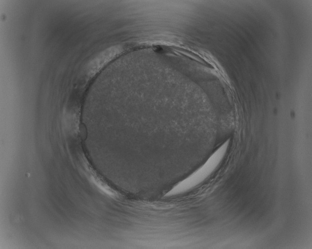 X0000081390393200702020300