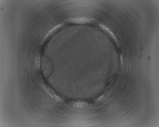 X0000081390400200702020300