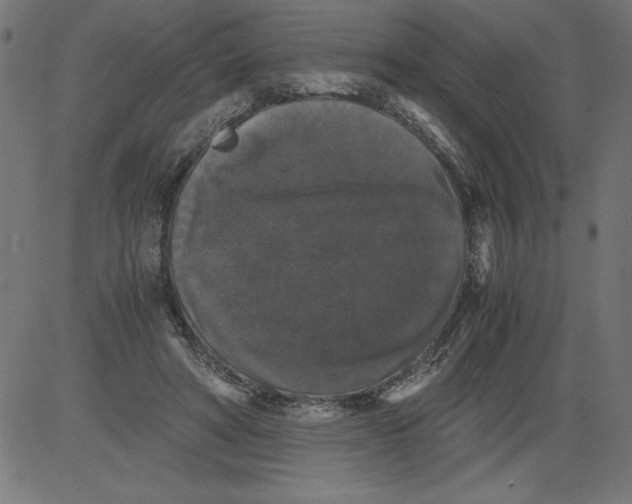 X0000081390402200702020300