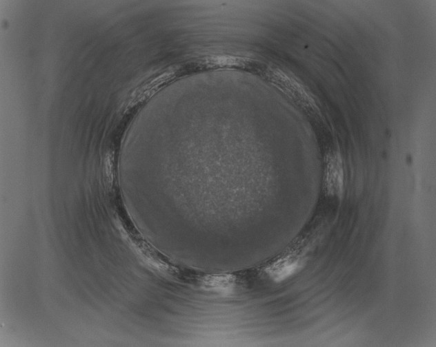 X0000081390410200702020300