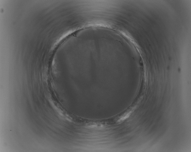 X0000081390434200702020259