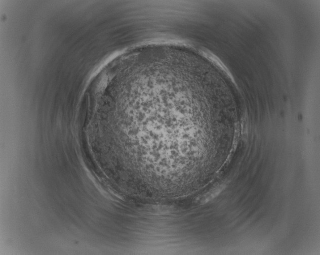 X0000081390436200702020259