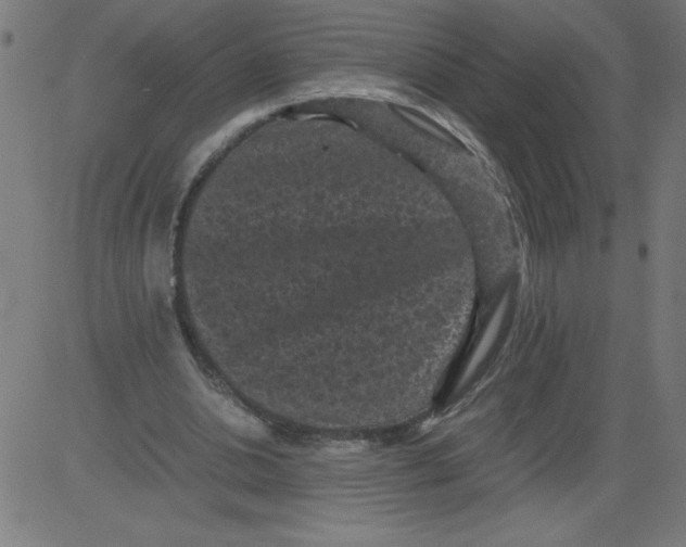 X0000081390438200702020259