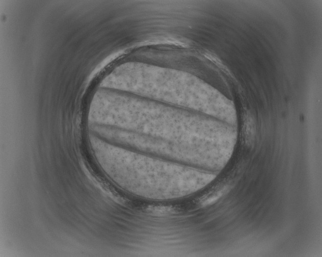 X0000081390440200702020259