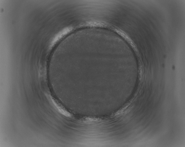 X0000081390442200702020259