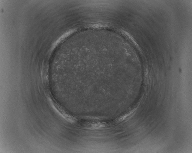 X0000081390443200702020259