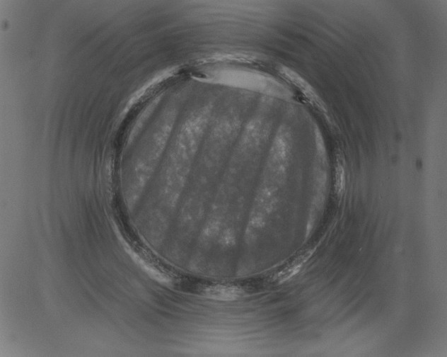 X0000081390444200702020259