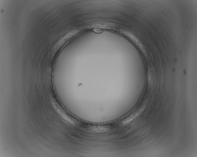 X0000081390445200702020259