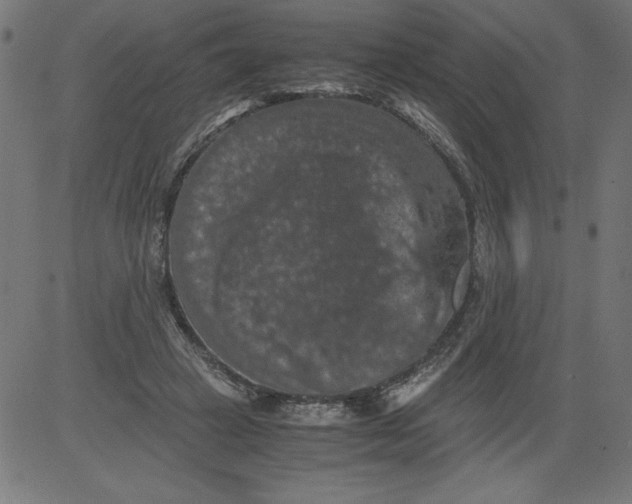 X0000081390449200702020259