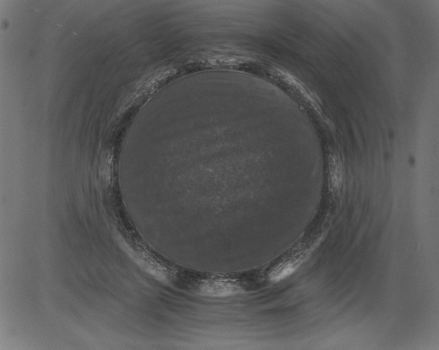 X0000081390451200702020259