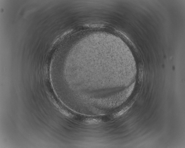 X0000081390453200702020259