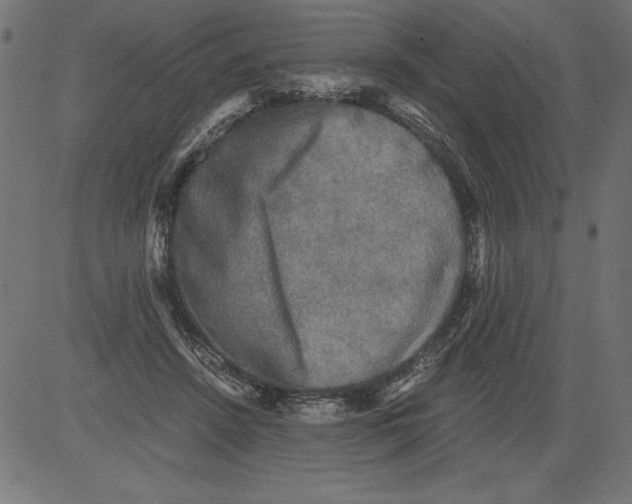 X0000081390456200702020259