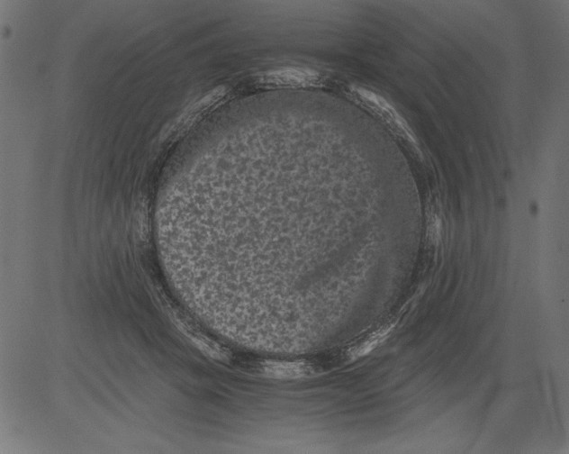 X0000081390457200702020259