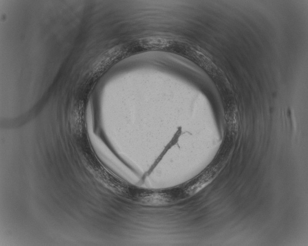 X0000081390460200702020259