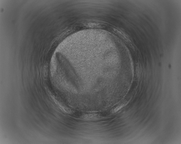 X0000081390461200702020259