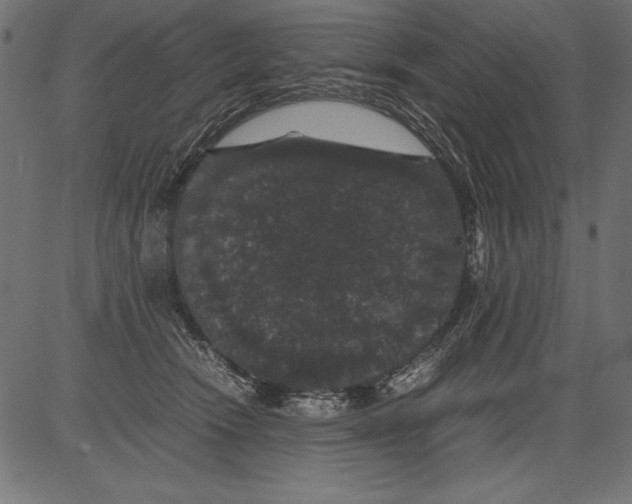 X0000081390466200702020300