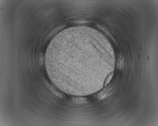 X0000081390476200702020300