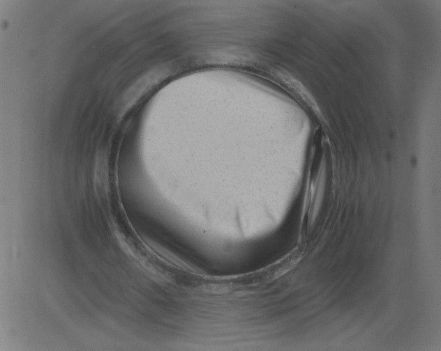 X0000081390482200702020259