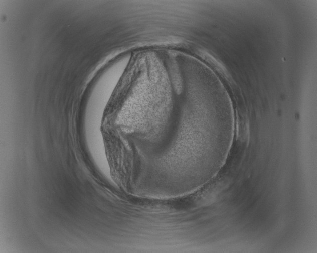 X0000081390483200702020259