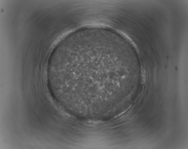 X0000081390487200702020259