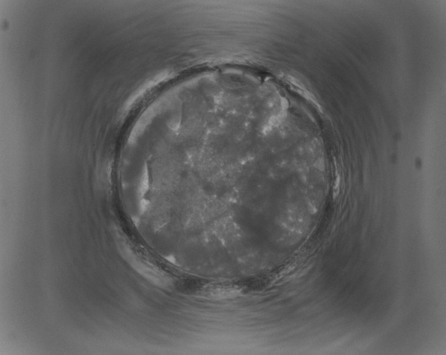 X0000081390491200702020259