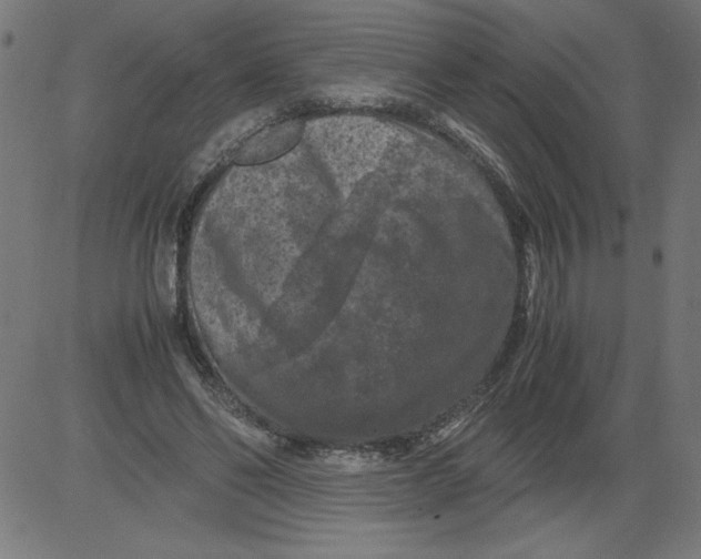 X0000081390494200702020259