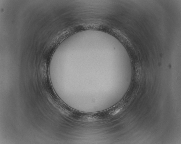 X0000081390498200702020259