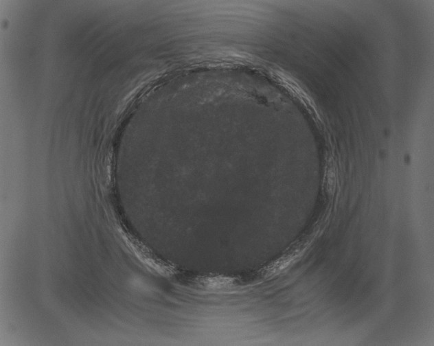 X0000081390501200702020259