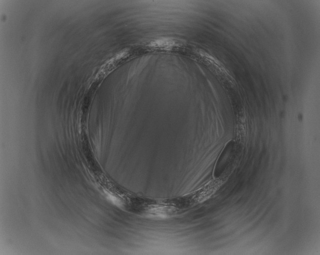 X0000081390504200702020259