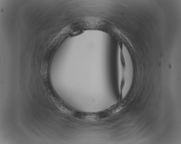 X0000081390505200702020259