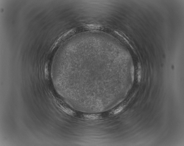 X0000081390516200702020258