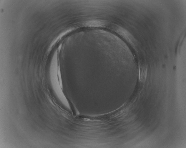 X0000081390531200702020257