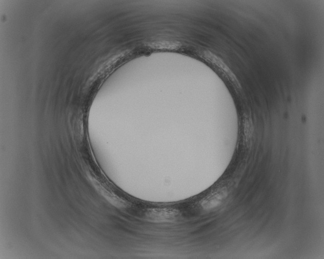 X0000081390541200702020258