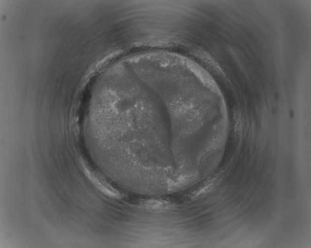 X0000081390542200702020258