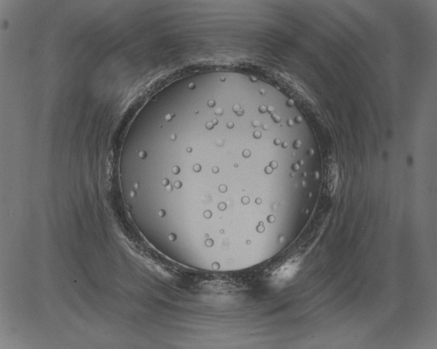 X0000081390544200702020258