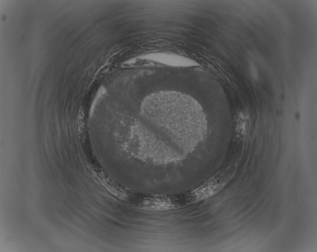 X0000081390559200702020258