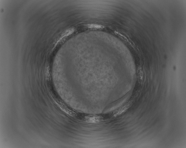 X0000081390564200702020258