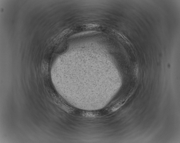 X0000081390565200702020258