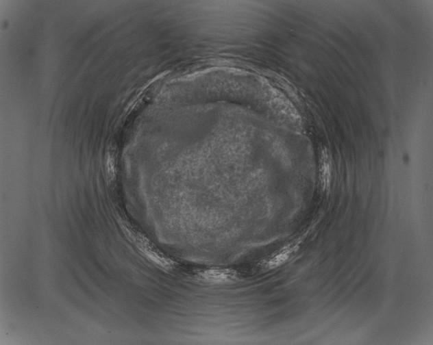 X0000081390566200702020258