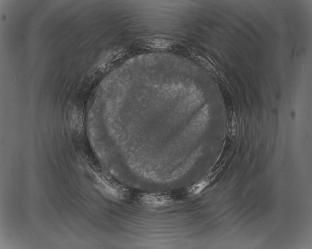 X0000081390568200702020258