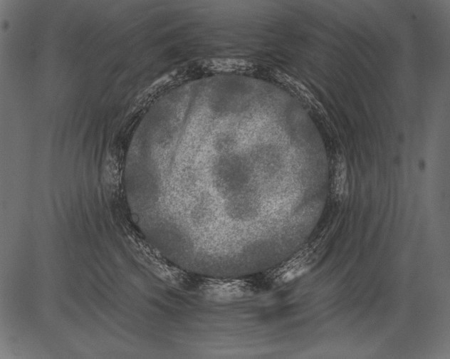 X0000081390569200702020258