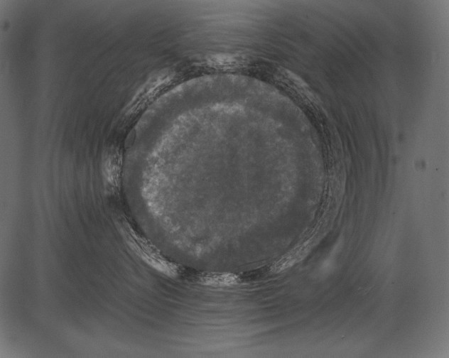 X0000081390576200702020258